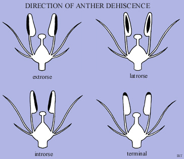 Direction of anther dehiscence  FLORA OF AUSTRALIA HELP