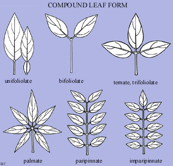 Compound leaf form