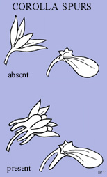 Corolla spurs