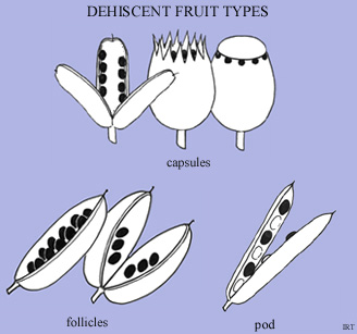 Dehiscent fruit types