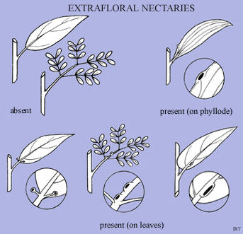 Extrafloral nectaries