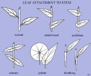 Leaf Bract