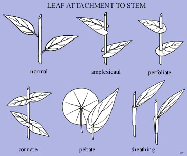 Leaf attachment to stem