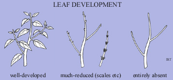 Leaf development
