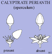 Calyptrate perianth (operculum)
