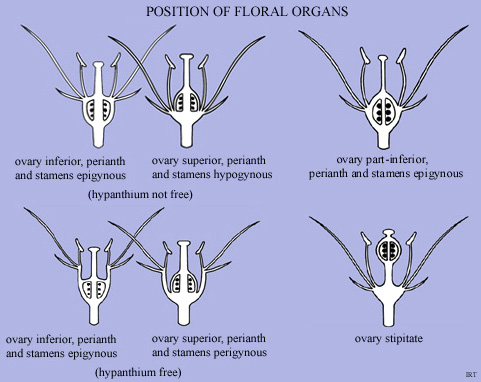 Position of floral organs