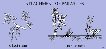 Attachment of parasites
