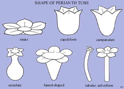 Shape of perianth tube