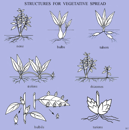 Structures for vegetative spread