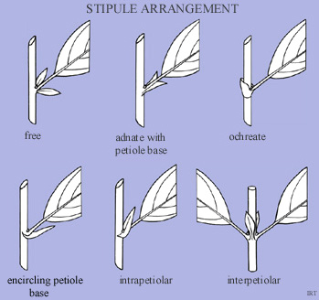 Stipule arrangement