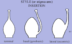 Style (or stigma-arm) insertion